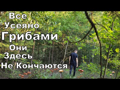 Видео: Вечерело. Но ГРИБЫ в Этом Месте Так и МАНЯТ чтоб их Сорвали. Сбор Грибов