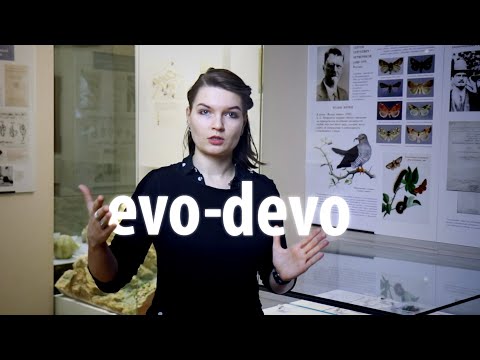 Видео: evo-devo: развитие теории Дарвина. Елена Сударикова.