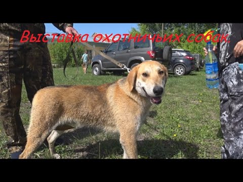 Видео: Выставка охотничьих собак.г Кузнецк 22.05.21