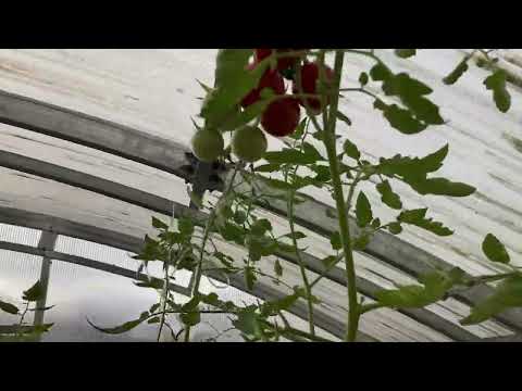 Видео: Обзор теплицы 23 сентября 2025 г (Ленинградская область)
