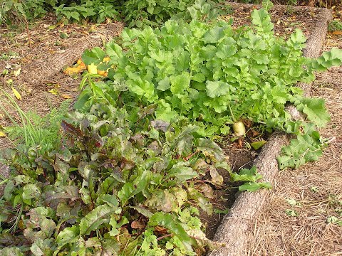 Видео: О ПОЧВЕ 1.  ЭКОСИСТЕМА - ЗАМКНУТАЯ СИСТЕМА