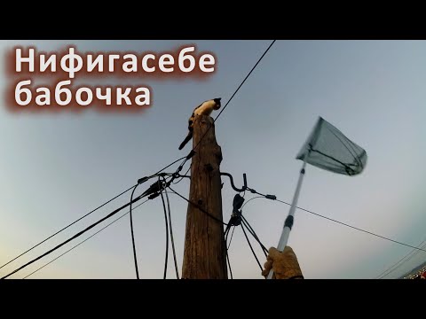 Видео: Муся в гневе