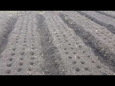 Видео: О ПОСАДКЕ ЧЕСНОКА, О ВАШЕМ ЗАРАБОТКЕ И ПРОСТО О ЖИЗНИ )) 