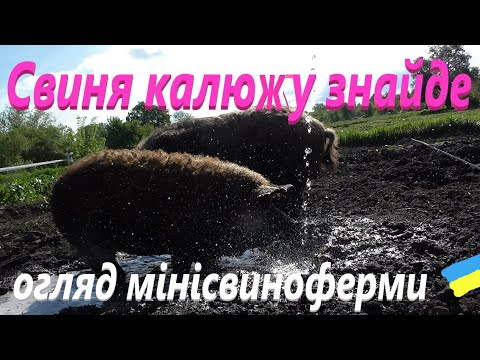 Видео: Угорська Мангалиця # Огляд #СамСобіПан