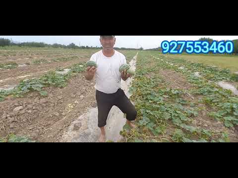 Видео: Нушдору барои харбуза аз бемории   Занг(занбуруғ) яъне хушк шавии баргҳояш