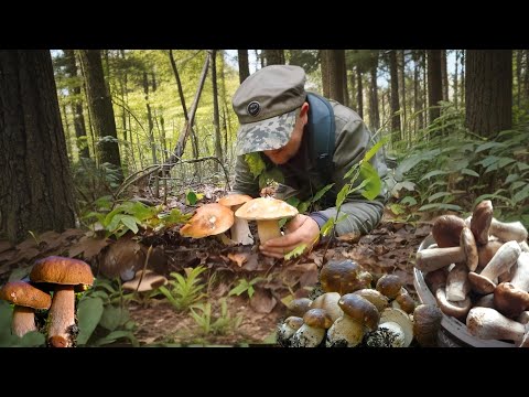 Видео: Гигантские группы грибов продолжают расти. Грибы ломают корзину.
