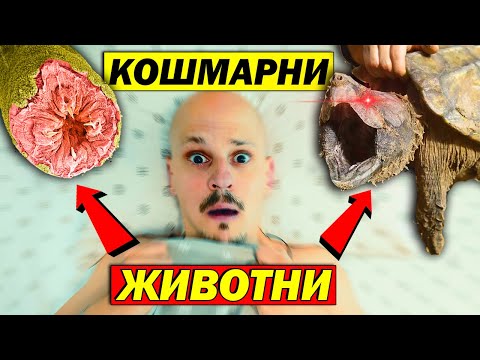 Видео: ТОП 10 КОШМАРНИ ЖИВОТНИ