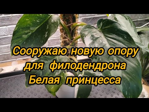 Видео: Сооружаю новую опору для филодендрона Белая принцесса