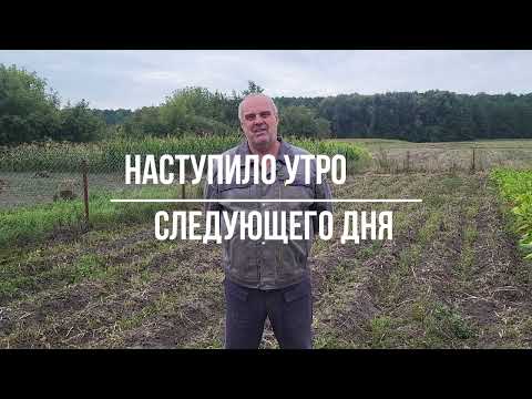 Видео: Картошка 2025! Что выросло и как копали.