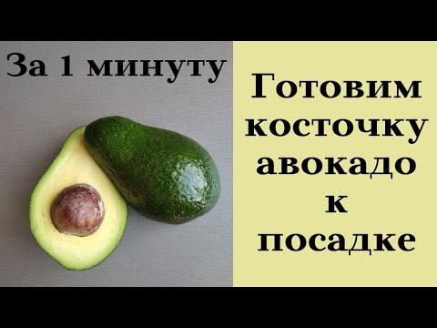 Видео: Самый простой способ подготовить и посадить косточку авокадо. Пошагово!