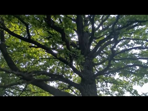 Видео: Роеловство! Мои секреты!