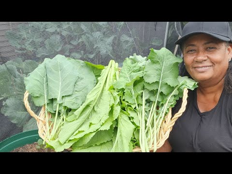 Видео: Первый сбор урожая капусты и начало посадки новых сортов капусты.