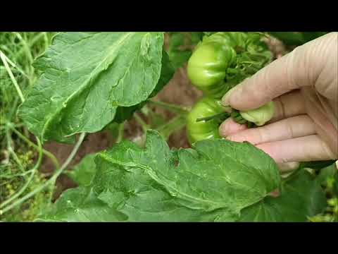 Видео: Очень вкусный томат 🍅😊Розы🌹как настоящие. Стрижка томатов🍅#томаты #теплица 