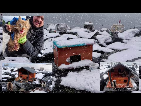Видео: Почему этот мужчина собирает укрытия уличных кошек прямо перед снегопадом?