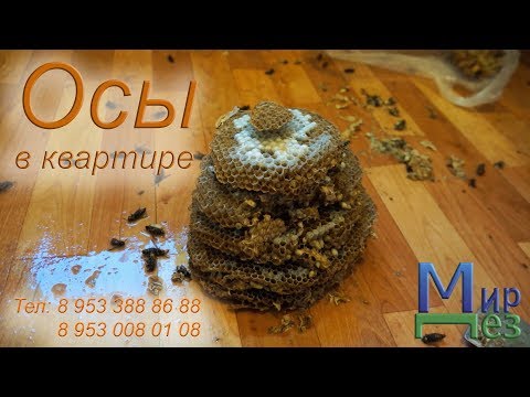 Видео: Уничтожение Ос [Осиного Гнезда]. Огромное Осиное Гнездо [Улей] в Квартире - МирДез