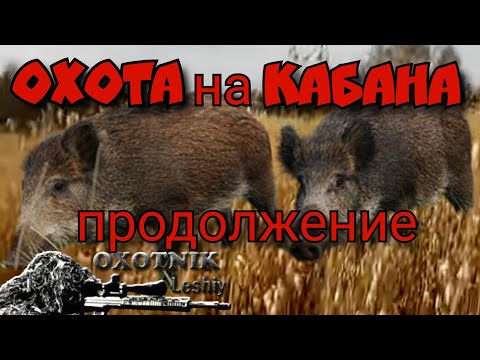 Видео: Два КАБАНА медленно приближались на верный выстрел! ОХОТА на Кабана