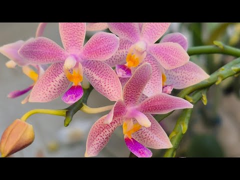 Видео: Пересадка орхідей+цікавинки про мох🌿#orchids #phalaenopsis 
