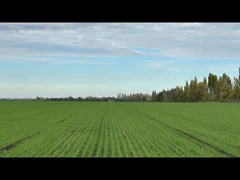 Видео: Озимая пшеница Ахмат. Урожай 2026. 