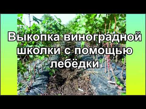 Видео: Выкопка виноградной школки с помощью лебёдки