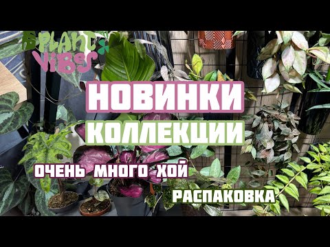 Видео: Новинки хой | новости коллекции Эльвины | распаковка растений