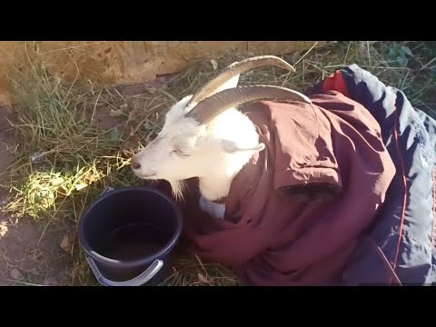 Видео: ПЛОХИЕ НОВОСТИ/КОЗА ПОСЛЕ ОКОТА ЗАБОЛЕЛА🙁