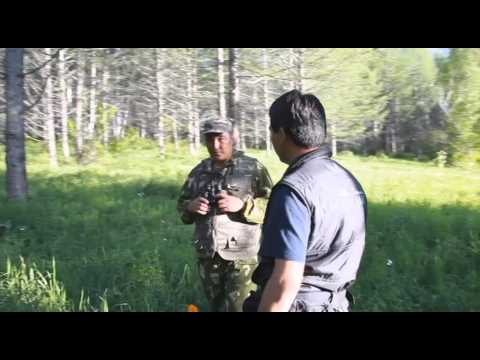 Видео: Дархан дала. Қатонқарағай ауданы