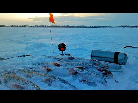 Видео: ЖЕРЛИЦЫ СТРЕЛЯЮТ!Балансиры работают!Зимняя РЫБАЛКА НА ЩУКУ на жерлицы и балансиры 2025