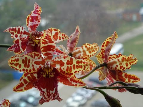 Видео: РАЗМНОЖЕНИЕ ОРХИДЕИ КАМБРИЯ 🌸 2 часть о #камбрия 🌸 ПЕРЕСАДКА КАМБРИИ 🌸 #cambria #oldenburgru#286