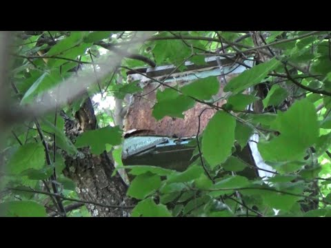 Видео: Рой первак в ловушке.Ловушка сработала в новом месте.