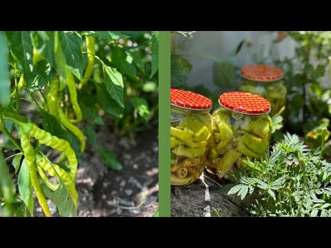 Видео: Pickled peppers in the village🌶️biber turşusu 🫑туршия от чушки