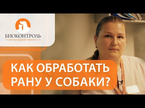 Видео: 👉  Какие действия нужно предпринять, если вашу собаку покусал другой пес. Собаку покусала собака.12+