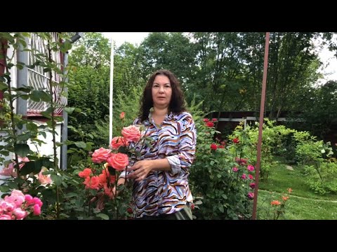 Видео: А У ВАС РОЗЫ БОЛЕЮТ?