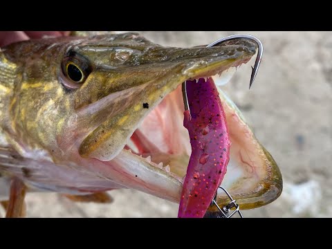 Видео: ЩУКА ОБОЖНЮЄ ЦЮ ПРИМАНКУ! ЗИМОВИЙ СПІНІНГ! ЯК ЗЛОВИТИ ЩУКУ ЗИМОЮ