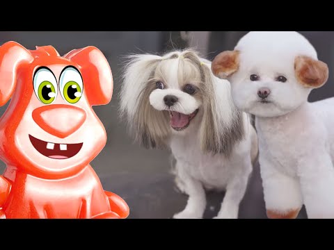 Видео: Милые собачки получают новую стрижку. Желейный Стасик в восторге!