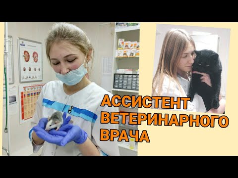 Видео: ОПЫТ РАБОТЫ АССИСТЕНТОМ ВЕТЕРИНАРНОГО ВРАЧА 🦄 1ЧАСТЬ