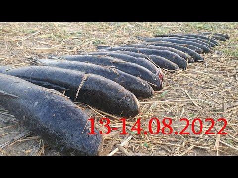 Видео: 13 14 августа 2022 поселок Карой протоки Балхаша и протоки реки ИЛИ сазан  змейголов  вобла   карась