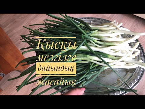 Видео: Көк жуаны сақтау. Как сохранить зелень.#қазақшарецепт#зелень