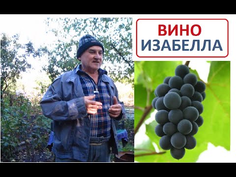 Видео: КРАСНОЕ ВИНО из винограда ИЗАБЕЛЛА