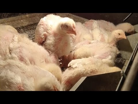 Видео: "Русские бройлеры"16дней в квартире в прямом эфире! Ежедневный стрим!