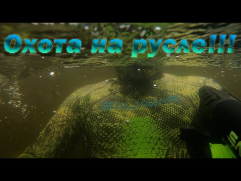 Видео: ДА СКОЛЬКО ЗДЕСЬ СУДАКА!!! ПОДВОДНАЯ ОХОТА НА РУСЛЕ ЗАТОПЛЕННОЙ РЕКИ!!!