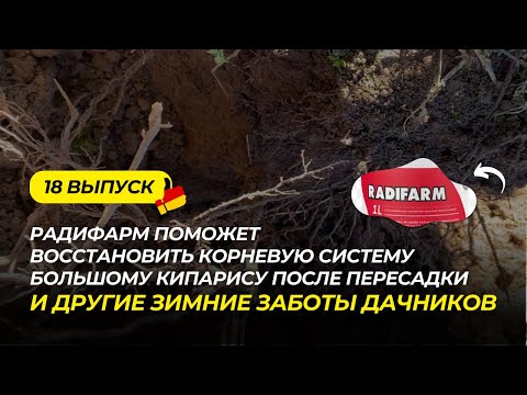 Видео: Дача в Германии 18 выпуск. Как пересадить взрослое дерево без стресса. Радифарм в помощь