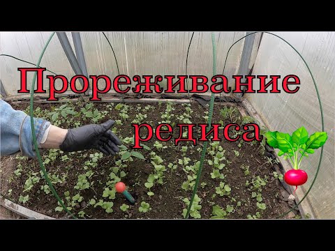 Видео: Прореживание редиса.