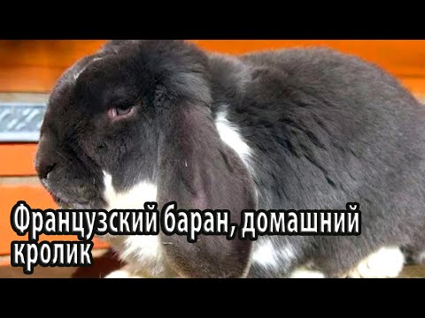 Видео: Французский баран, домашний кролик