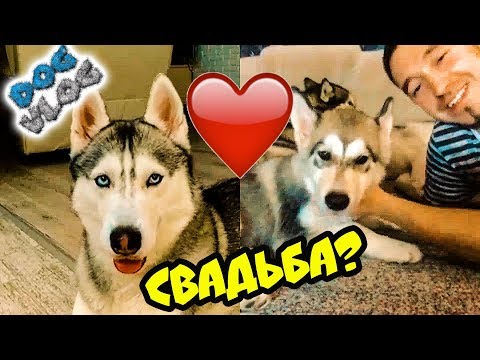 Видео: DOGVLOG: ЖЕНЮСЬ НА ЛЕКСИ С КАНАЛА ХАСКИ И МАЛАМУТА РОККИ И МАЙКА! Говорящая собака