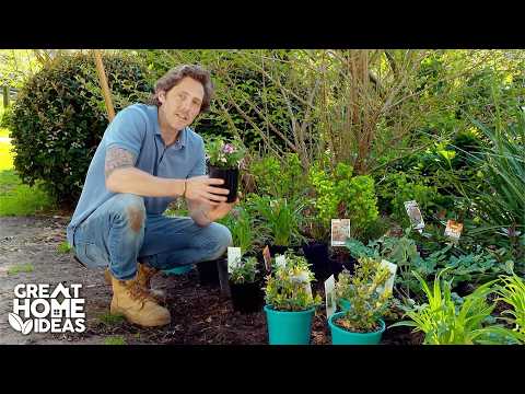 Видео: Почему черника — идеальное садовое растение | Отличные идеи для дома