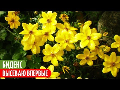 Видео: Такого ОПЫТА У Меня Еще Не Было. БИДЕНС Из Семян. Мои цветы. Мой опыт.