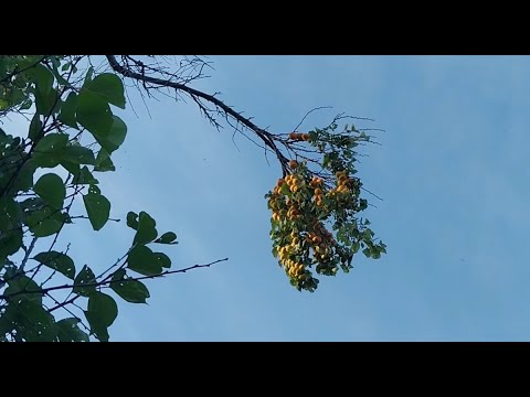 Видео: Чеснок, абрикосы и двери