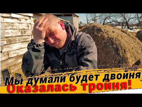 Видео: Купили ещё телят в хозяйство. Готовим клетку под бычков. Жена ржёт над скворечником, что я сделал.