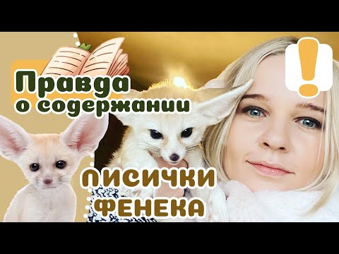 Видео: 20 фактов о лисицах ФЕНЕКАХ, если захочется завести.