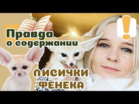 Видео: 20 фактов о лисицаах ФЕНЕКАХ, если захочется завести.